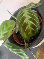 Maranta Cat Moustache NoID, Huis en Inrichting, Ophalen of Verzenden, Overige soorten, Minder dan 100 cm