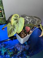 Begonia Burkillii silver edge form, Huis en Inrichting, Kamerplanten, Ophalen of Verzenden, Halfschaduw, Minder dan 100 cm