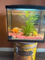 Aquarium 50 liter, Dieren en Toebehoren, Vissen | Aquaria en Toebehoren, Ophalen, Gebruikt
