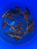 Kanno mix, Karper of Koi