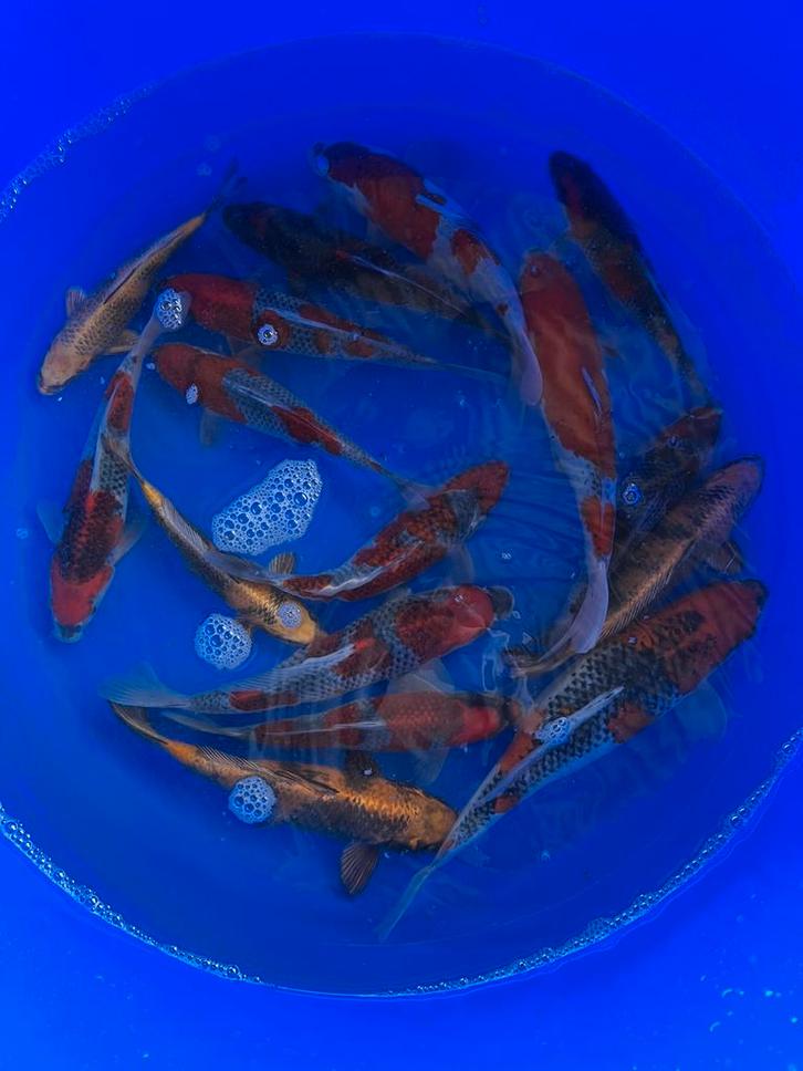 Kanno mix, Dieren en Toebehoren, Vissen | Vijvervissen, Karper of Koi