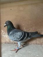 Verkerk duivin, Dieren en Toebehoren, Vogels | Duiven, Vrouwelijk, Kropper