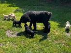 Pinkster labradoodle pups, mogen dit weekend direct mee, Dieren en Toebehoren, Honden | Retrievers, Spaniëls en Waterhonden, Overige rassen