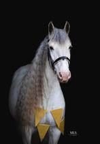 Unieke Verschijning: Allerliefste tinker merrie van 6 jaar!, Dieren en Toebehoren, Pony's, Merrie, E pony (1.48m - 1.57m), Recreatiepony