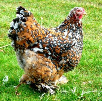 BRAHMA broedeieren groot ras porselein 4€ beschikbaar voor biedingen