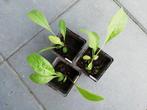 Grote centaurie, inheemse plant in pot, Ophalen of Verzenden, Zomer, Overige soorten, Volle zon