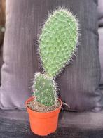 Opuntia Pylana, Huis en Inrichting, Kamerplanten, Ophalen of Verzenden, Overige soorten, In pot, Minder dan 100 cm