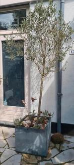 2 st olijfbomen ca 2 m in pot antraciet 45x55x55 a€ 100,-, Overige soorten, Minder dan 100 cm, Ophalen, Volle zon
