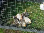 Kwaker eendjes, Dieren en Toebehoren, Pluimvee, Eend