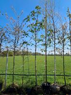 Aesculus carnea briotti, Rode paardenkastanje 14-16 cm, In pot, Halfschaduw, Lente, 400 cm of meer