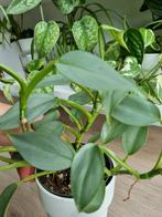 philodendron silver sword plantje, Huis en Inrichting, Kamerplanten, Overige soorten, Minder dan 100 cm, Ophalen of Verzenden