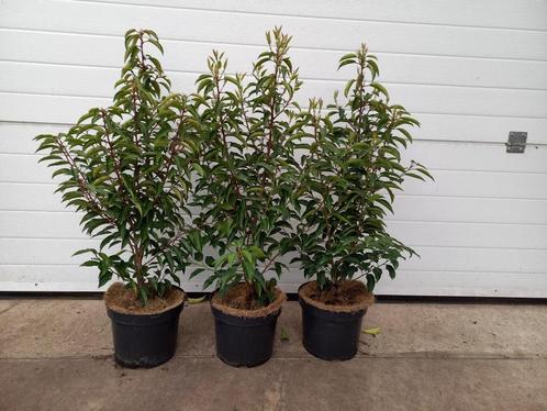 Portugese Laurier 80/90cm hoog €7,95, Tuin en Terras, Planten | Struiken en Hagen, Laurier, Ophalen