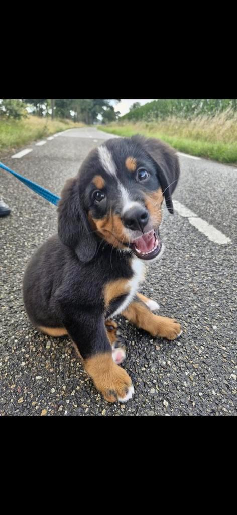 Bernersennen kruising zoekt liefdevol thuis, Dieren en Toebehoren, Honden | Niet-rashonden, Groot, Reu, Particulier, Eén hond