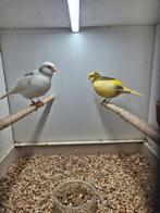 Super mooie  Five fancy kanaries, Dieren en Toebehoren, Vogels | Kanaries, Mannelijk, Postuurkanarie