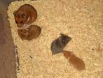 Jonge syrische goudhamsters, Augustus, Hamster, Tam