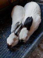 Koppel rus konijntjes, Dieren en Toebehoren, Meerdere dieren, Dwerg