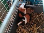 Jonge cavias te koop, Dieren en Toebehoren, Juni, Mannelijk, Cavia