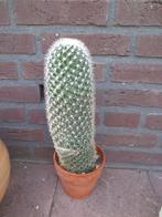 Cactus, Overige soorten, Volle zon, Vaste plant, Ophalen of Verzenden