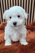 Te koop mooie maltezer pups, Dieren en Toebehoren, Honden | Chihuahua's en Gezelschapshonden, Maltezer, CDV (hondenziekte), 8 tot 15 weken