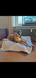 Lieve, aanhankelijke en sociale hond (reu) zoekt baasje, Dieren en Toebehoren, Honden | Niet-rashonden, 6 jaar of ouder, Reu, Eén hond