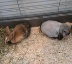 2 jonge konijntjes plus ruime kooi, Meerdere dieren