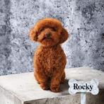 toy poedel/toypoedel/dwerg poedel/dwergpoedel dekreutjes, Dieren en Toebehoren, Fokker | Hobbymatig, Rabiës (hondsdolheid), Reu