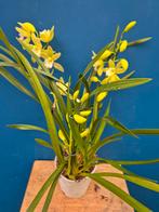 Orchidee Cymbidium Mint Source p12 (6), Ophalen of Verzenden, Halfschaduw, Minder dan 100 cm
