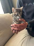 Laatste ukkie x raskat, Dieren en Toebehoren, Katten en Kittens | Overige Katten, Meerdere dieren, Kortharig, 0 tot 2 jaar