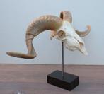 Grote RAM SCHEDEL op houten sokkel - ref. B (gewei)