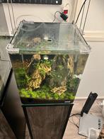 Dennerle 30l + Onderkast + Chihiros + CO2 +Vissen en Garnale, Zo goed als nieuw, Ophalen, Gevuld zoetwateraquarium