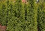 Thuja brabant coniferen, Ophalen of Verzenden, Conifeer, 100 tot 250 cm