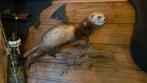 Opgezette dieren taxidermie mancave, Verzamelen, Ophalen of Verzenden, Zo goed als nieuw, Vogel, Opgezet dier