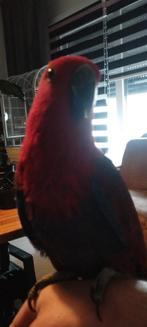 Te koop edelpapegaai, Mannelijk, Parkiet, Tam