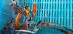 Koi Selectet 9-12 CM, Vis