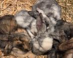 Hangoor konijnen jong, Dieren en Toebehoren, Konijnen, Geslacht onbekend, Groot, Hangoor