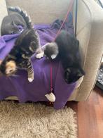 Prachtige kittens, Meerdere dieren, Kortharig, 0 tot 2 jaar