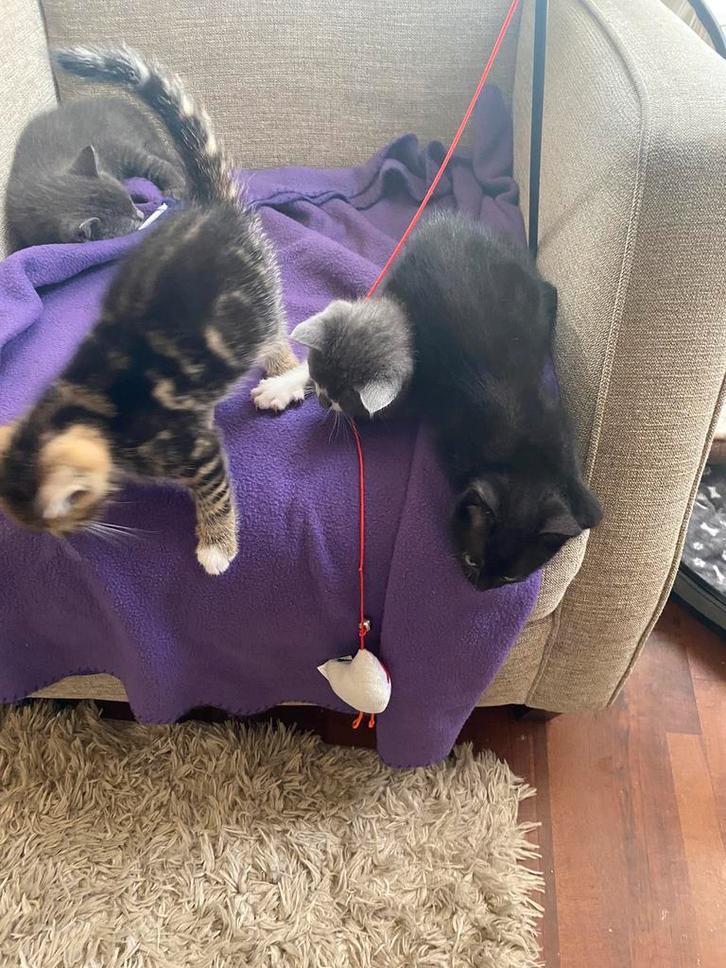 Prachtige kittens, Dieren en Toebehoren, Katten en Kittens | Overige Katten, Kortharig, Meerdere dieren, 0 tot 2 jaar