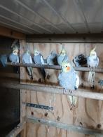 Te koop broedrijpe valkparkieten, Dieren en Toebehoren, Vogels | Parkieten en Papegaaien, Meerdere dieren, Parkiet