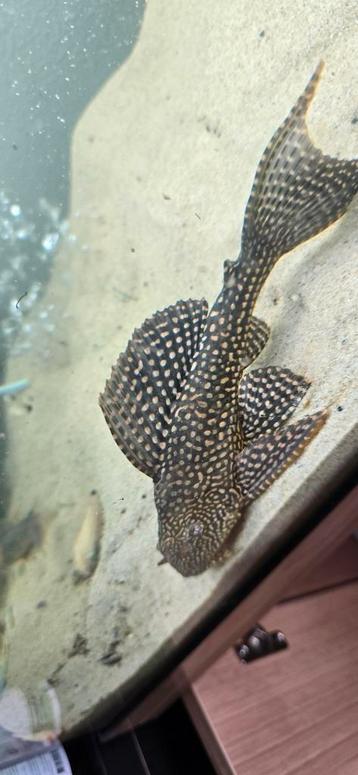 Pterygoplichthys joselimaianus – L001 beschikbaar voor biedingen