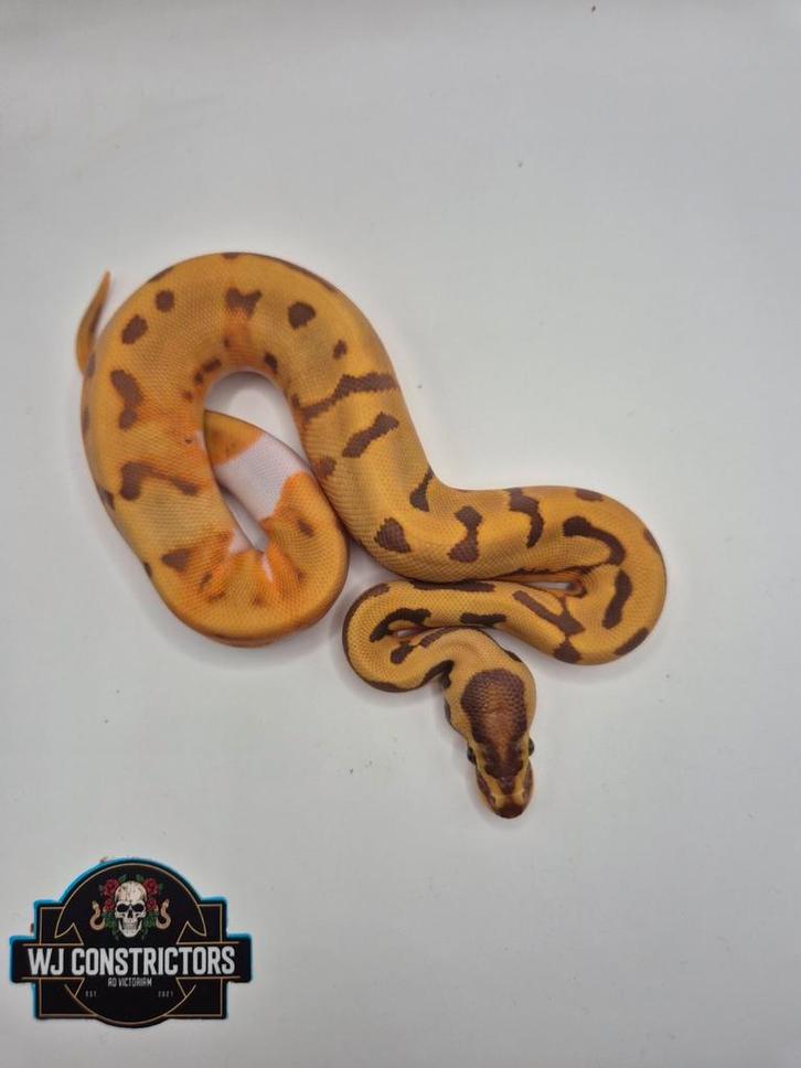 Super enchi ultramel pied
