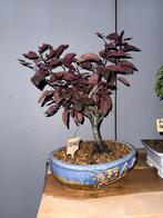 Bonsai collectie 5x, In pot, Bloeit niet, Halfschaduw, Minder dan 100 cm