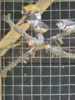 5 bichenows uit buitenvoliere, Dieren en Toebehoren, Meerdere dieren, Tropenvogel