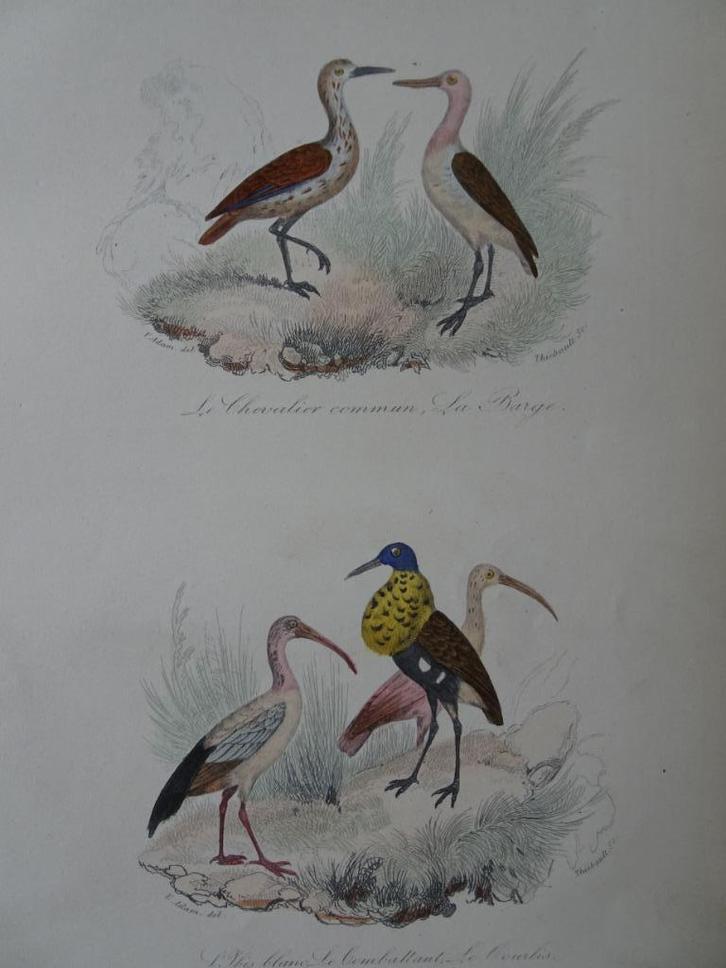 Litho in kleur, vijf vogels, Wulp en Ibis. Thiebault 1841, Antiek en Kunst, Kunst | Litho's en Zeefdrukken, Verzenden