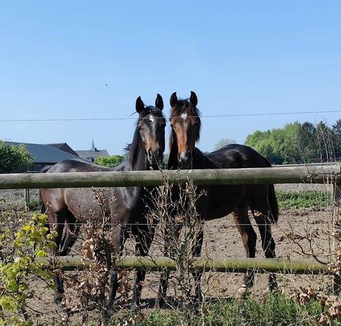 Kwaliteitsvolle spring jaarlingen Contagio en Dourkhan Hero!, Dieren en Toebehoren, Paarden, Hengst, Onbeleerd, 170 tot 175 cm