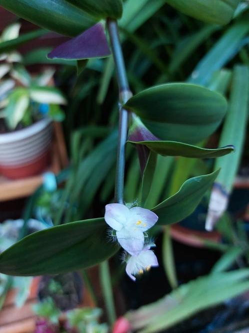 Tradescantia blossfeldiana (cerinthoides) "Green Nanouk"9, Huis en Inrichting, Kamerplanten, Overige soorten, Minder dan 100 cm