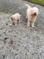 Labradoodle medium pup F3 multigen nog 1 reutje beschikbaar, Dieren en Toebehoren, CDV (hondenziekte), 8 tot 15 weken, Meerdere