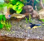Blue moscow en Endler guppy’s, Dieren en Toebehoren, Vissen | Aquariumvissen, Vis