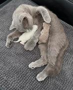 Britse Korthaar Kitten, Dieren en Toebehoren, Katten en Kittens | Raskatten | Korthaar, Poes, Ontwormd, 0 tot 2 jaar