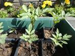 Trostomaat plant, biologisch gekweekt, voor tuin of terras, Tuin en Terras, Planten | Tuinplanten, Ophalen, Volle zon, Groenteplanten