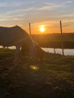 Verzorg paarden aangeboden/verzorgers gezocht, Nieuw, Ophalen